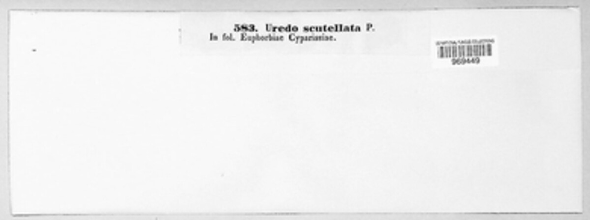 Uromyces scutellatus image
